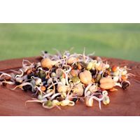 Living Seeds Stir-Fry Blend Sprouting & Microgreen Seeds